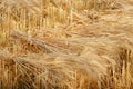 Wheat sheaves at the harvest Royalty Free Stock Photo