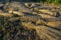 Wheat sheaves in a pile