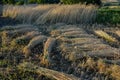 Wheat sheaves in a pile