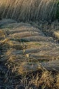 Wheat sheaves in a pile