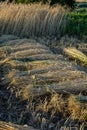 Wheat sheaves in a pile