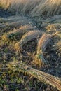 Wheat sheaves in a pile