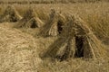 Wheat sheaves in a row Royalty Free Stock Photo