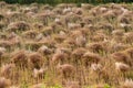 Wheat Sheaves Royalty Free Stock Photo
