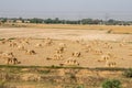 Wheat Sheaves