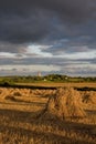 Wheat sheaves in stooks Royalty Free Stock Photo
