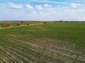 Wheat shoots in a field in spring, aerial view. Agricultural landscape