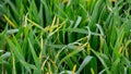 Wheat shoots with septoria. Crop loss due to plant diseases