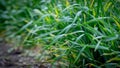 Wheat shoots with septoria. Crop loss due to plant diseases