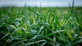 Wheat shoots with septoria. Crop loss due to plant diseases