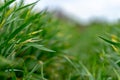 Wheat shoots with septoria. Crop loss due to plant diseases