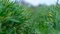 Wheat shoots with septoria. Crop loss due to plant diseases