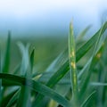 Wheat shoots with septoria. Crop loss due to plant diseases