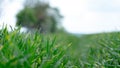 Wheat shoots with septoria. Crop loss due to plant diseases