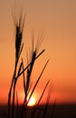 Wheat silhouette 2
