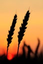 Wheat silhouette Royalty Free Stock Photo