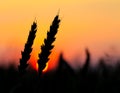 Wheat silhouette Royalty Free Stock Photo