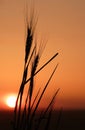 Wheat silhouette 4