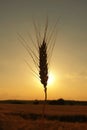 Wheat silhouette at sunset Royalty Free Stock Photo
