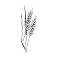 Wheat sketch. Hand drawn spike of wheat. Sketch style  illustration, isolated on white background Royalty Free Stock Photo