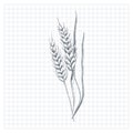 Wheat sketch. Hand drawn spike of wheat. Sketch style vector illustration, isolated on white background Royalty Free Stock Photo