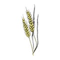 Wheat sketch. Hand drawn yellow spike of wheat. Sketch style vector illustration, isolated on white Royalty Free Stock Photo