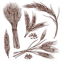 Wheat Sketch Set