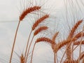 Wheat with sky background Royalty Free Stock Photo