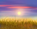 Wheat and sky sunset oil painting realistic illustration Shavuot landscape Royalty Free Stock Photo