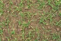 Wheat small plant seedlings view detail image Royalty Free Stock Photo