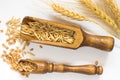 Wheat in small wooden spoon. Oats in a large wooden spoon