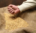 Wheat sowing seed Royalty Free Stock Photo