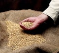 Wheat sowing seed Royalty Free Stock Photo