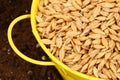 Wheat sowing seed Royalty Free Stock Photo