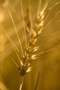 Wheat spica Royalty Free Stock Photo