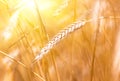 Wheat spica in a wheat field during the sunset Royalty Free Stock Photo