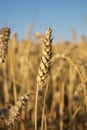 Wheat spike Royalty Free Stock Photo