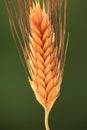 Wheat spike Royalty Free Stock Photo