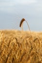 Wheat spike Royalty Free Stock Photo
