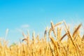 Wheat spike and blue sky close-up. a golden field. beautiful view. symbol of harvest and fertility. Harvesting, bread. Royalty Free Stock Photo