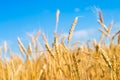 Wheat spike and blue sky close-up. a golden field. beautiful view. symbol of harvest and fertility. Harvesting, bread. Royalty Free Stock Photo