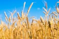 Wheat spike and blue sky close-up. a golden field. beautiful view. symbol of harvest and fertility. Harvesting, bread. Royalty Free Stock Photo