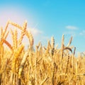 Wheat spike and blue sky close-up. a golden field. beautiful view. symbol of harvest and fertility. Harvesting, bread Royalty Free Stock Photo