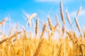 Wheat spike and blue sky close-up. a golden field. beautiful view. symbol of harvest and fertility. Harvesting, bread. Royalty Free Stock Photo