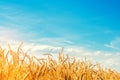 Wheat spike and blue sky close-up. a golden field. beautiful view. symbol of harvest and fertility. Harvesting, bread. Royalty Free Stock Photo
