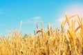 Wheat spike and blue sky close-up. a golden field. beautiful view. symbol of harvest and fertility. Harvesting, bread. Royalty Free Stock Photo