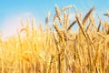 Wheat spike and blue sky close-up. a golden field. beautiful view. symbol of harvest and fertility. Harvesting, bread. Royalty Free Stock Photo