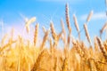 Wheat spike and blue sky close-up. a golden field. beautiful view. symbol of harvest and fertility. Harvesting, bread. Royalty Free Stock Photo