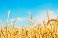 Wheat spike and blue sky close-up. a golden field. beautiful view. symbol of harvest and fertility. Harvesting, bread. Royalty Free Stock Photo