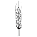 Wheat spike isolated on white background. Vector with line art style